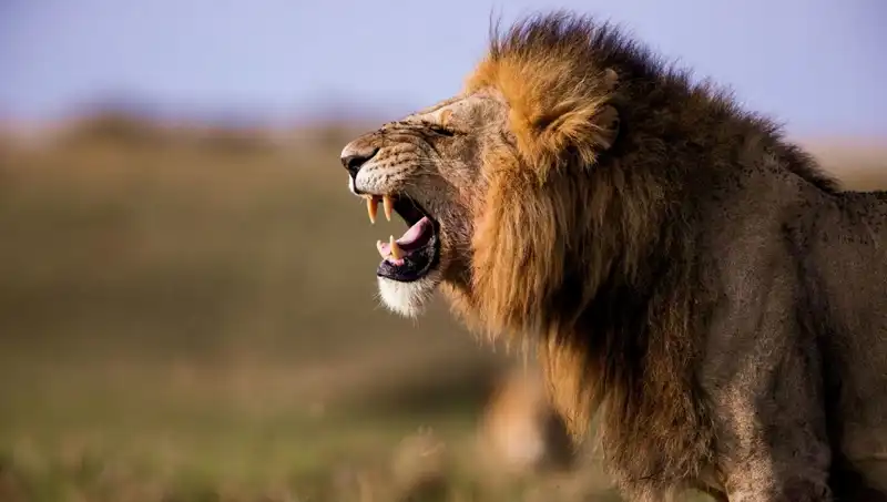 Aslan Saldırısında Hayatını Kaybeden 14 Yaşındaki Kızın Trajik Hikayesi