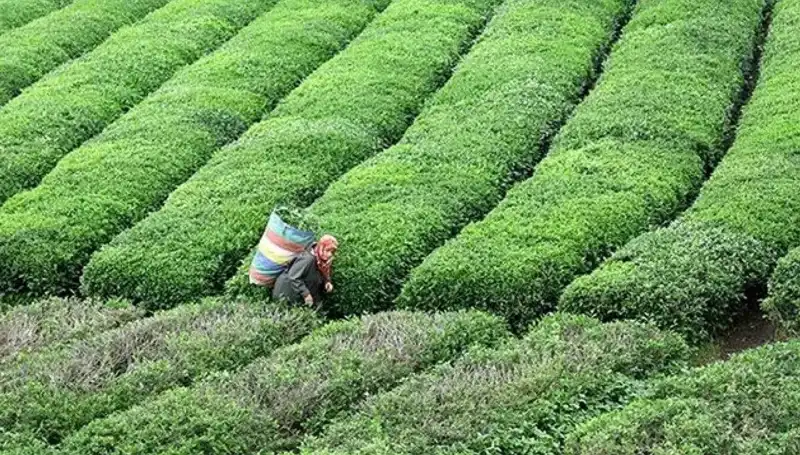 ÇAYKUR, Bayram Süresince Yaş Çay Alımına Devam Edecek!