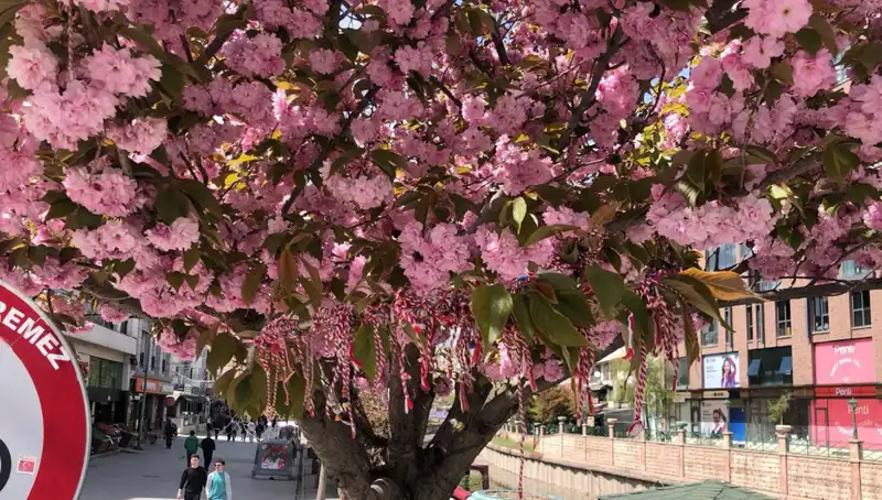 Süs Erik Ağacında Martenitsa: Geleneksel Bir Ritüelin Yeniden Hayat Bulması