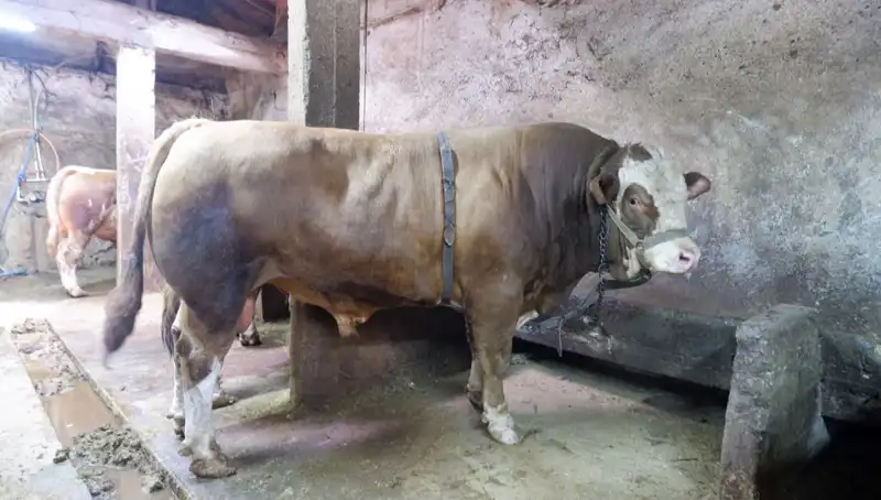 Tam 1 Ton 200 Kilo: Sıfırdan 10 Kat Fiyat Artışıyla İkonik Eşya Satıldı!