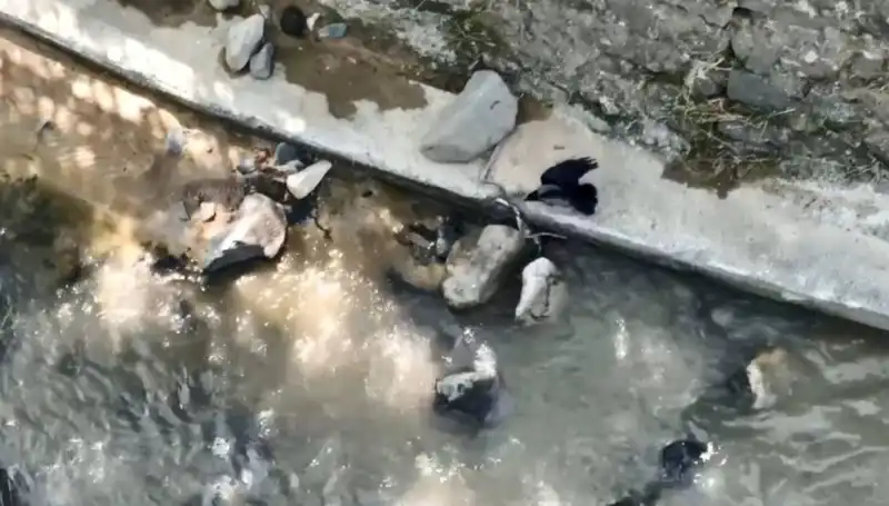 Karga ve Yılanın Şaşırtıcı Mücadelesi: Doğada Hayatta Kalma Savaşı!