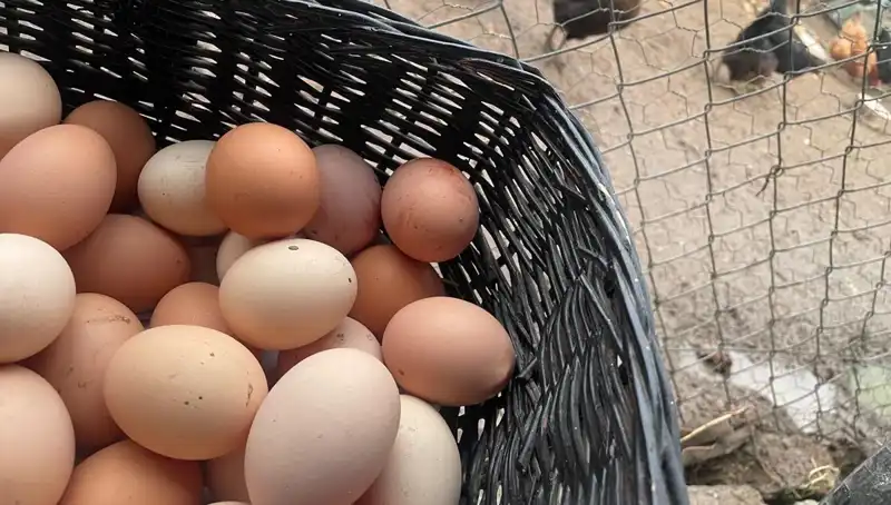 Okulların Açılmasıyla Sarsılan Ekonomiye Merhem: Ucuz Protein Projesi