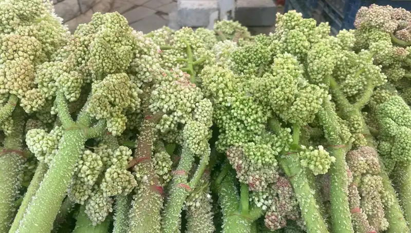 Dağların Şifalı Zenginliği: Şekerin Kalbe ve Sarılığa Faydaları