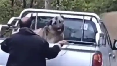 Trabzon'da Köpeğe Şok Eden Dayak: Halatla Kavga!