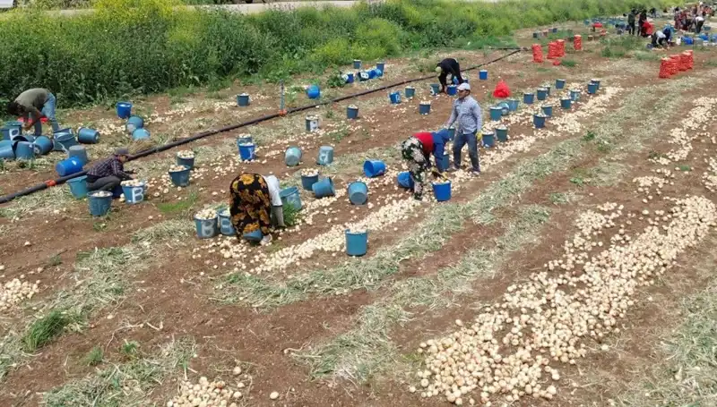 Soğan Hasadı Başladı: Fiyatlar Düşerken Tüketiciye Ne Olacak?