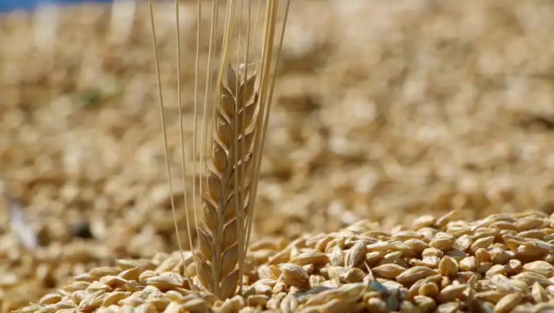 2025 TMO Buğday Satış Fiyatları Açıklandı: Arpa ve Yulafda Son Durum Ne?