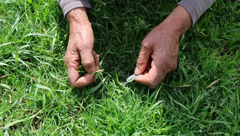 Doğanın Şifası: Gribe İyi Gelen Nadir Bitki Keşfedildi!