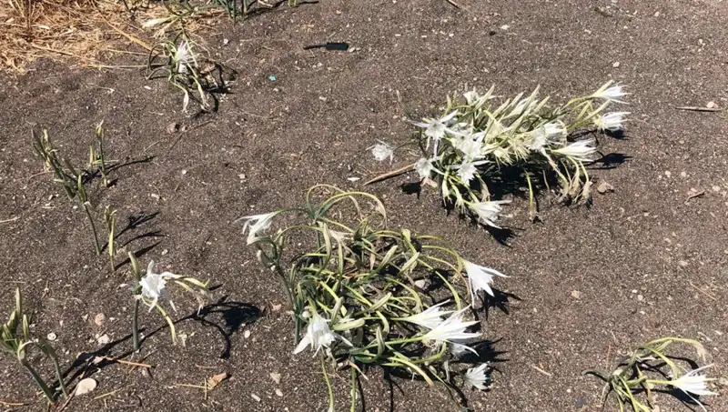 Koparmanın Cezası: Duygusal Yıkım ve Psikolojik Etkileri
