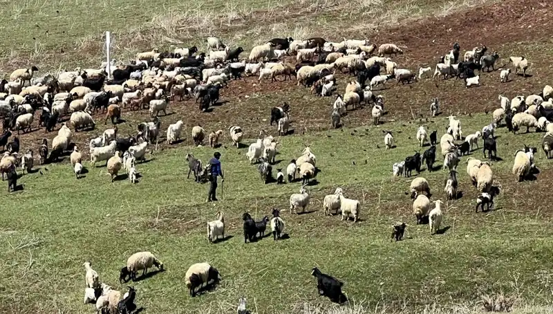 Çoban Krizi Derinleşiyor: Yüksek Maaşlara Rağmen Neden Çalışmıyorlar?