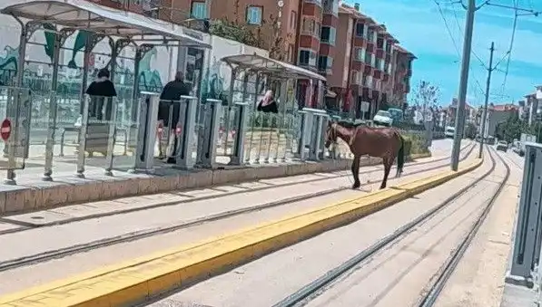 Eskişehir'de Tramvay Raylarında Şaşkınlık Yaratan Başboş At Olayı