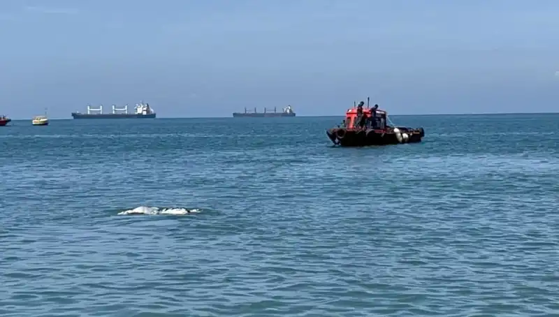 Denizin Ortasında Angus Şaşkınlığı: Sıra Dışı Bir Deneyim