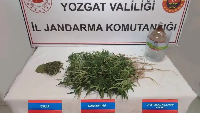 Yozgat’ta Şok Eden Yakalama: 40 Kök Kenevir Ele Geçirildi