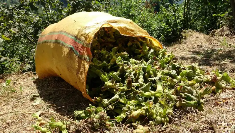 Giresun'da Fındık Hasadı Heyecanı: Üreticiler Toprağa Koşuyor
