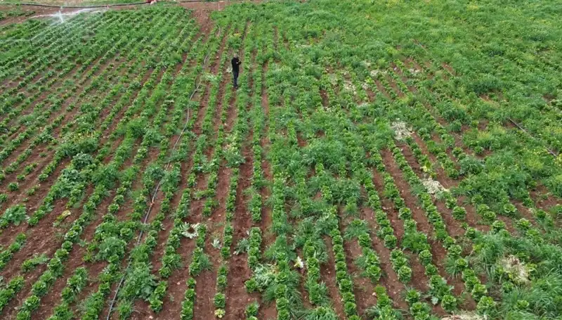 Kuraklık Marul Hasadını Tehdit Ediyor: Çiftçiler Çaresiz Kalıyor