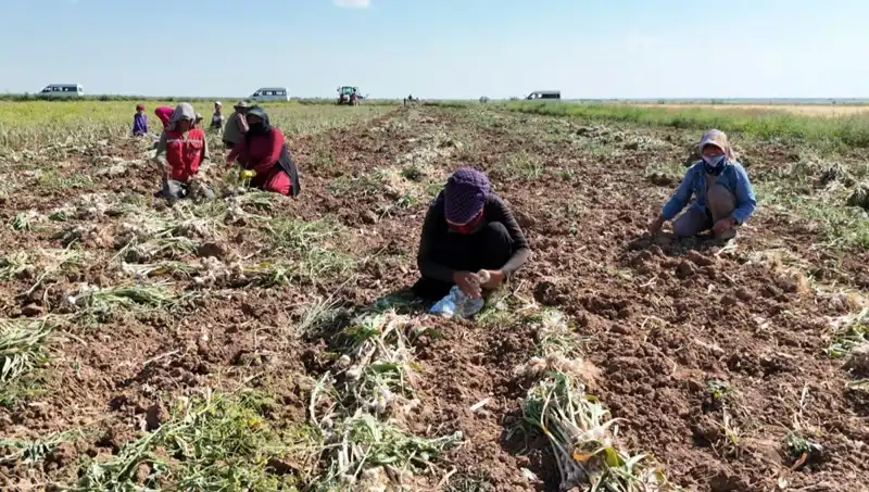 Avrupa'nın Sağlık Umudu: Rusya, Almanya ve İspanya'dan Antibiyotik Hasadı