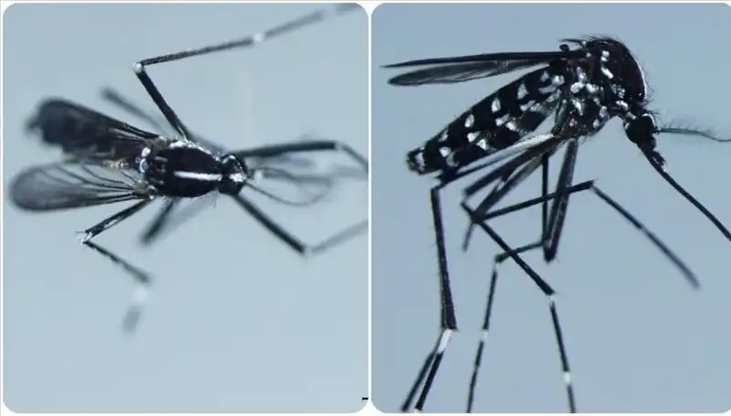 Chikungunya Virüsü: Belirtileri, Yayılma Alanları ve Korunma Yolları